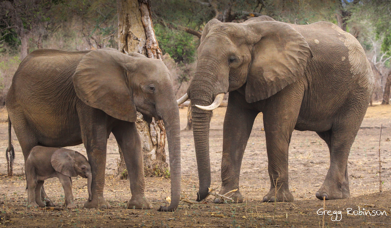 Photo of an elephant family by Gregg Robinson