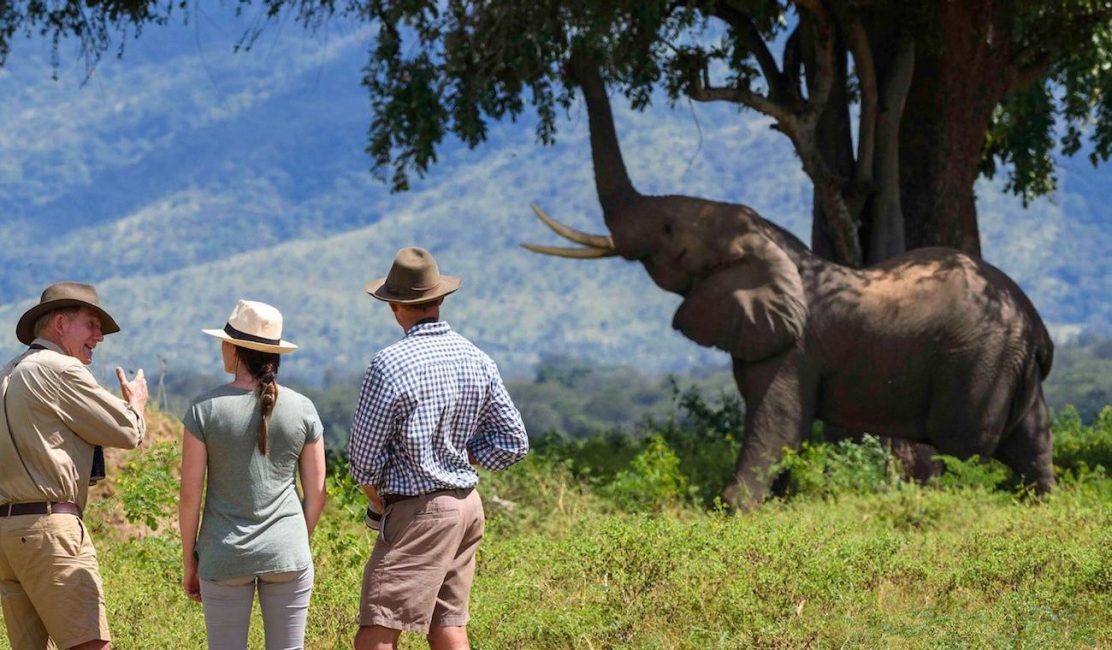 Featured photo for Zambezi Elephant Fund blog post 