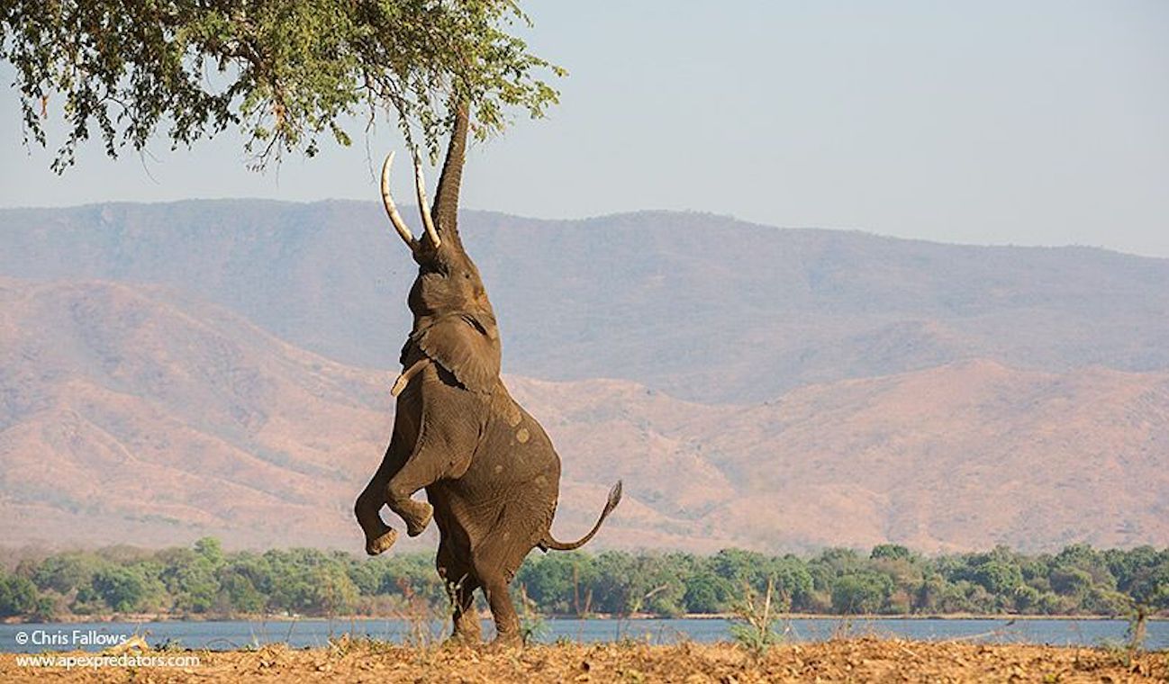 Photo of elephant by Chris Fallows