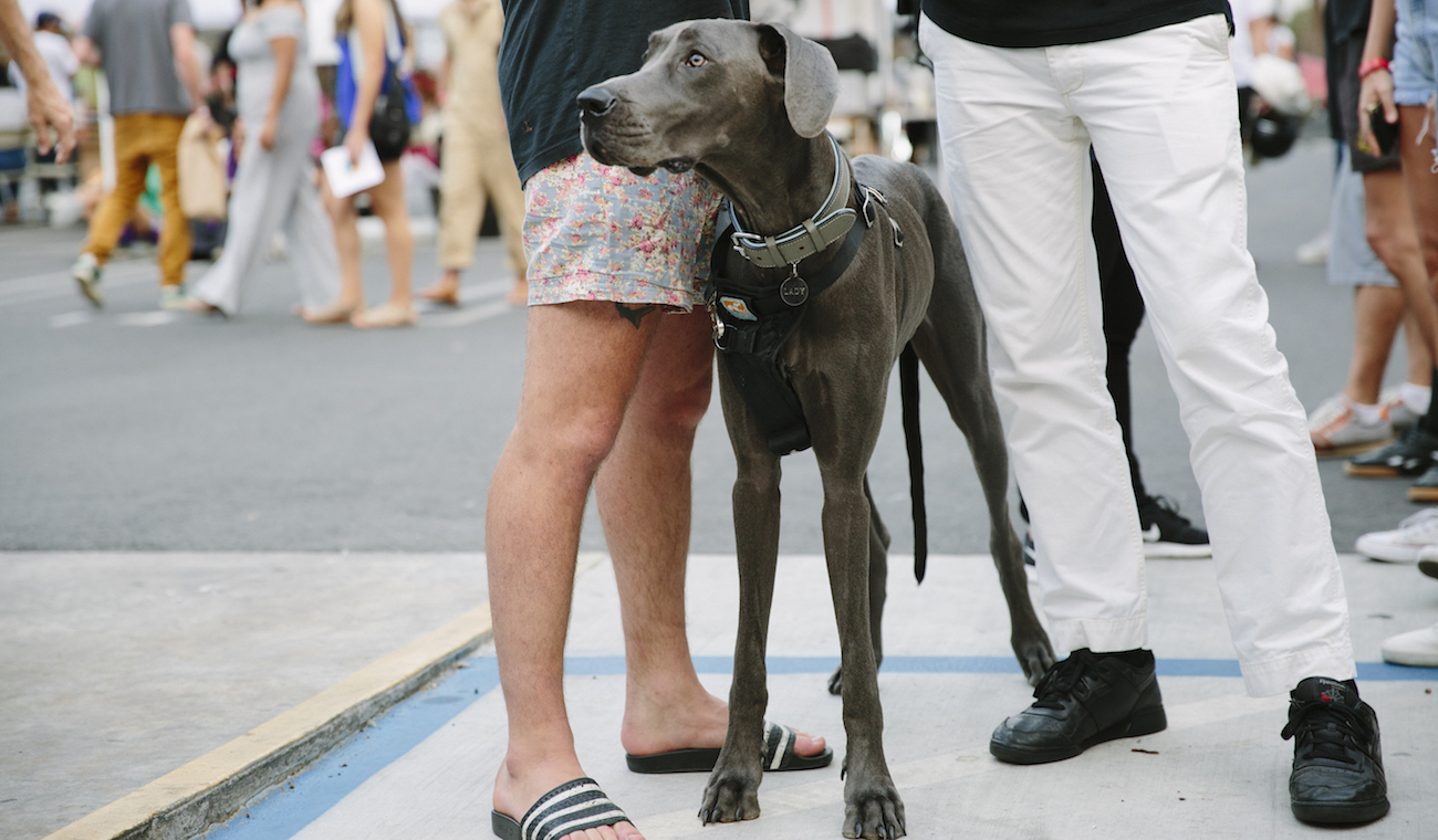 Dog at Future Classic's Vinyl Fair