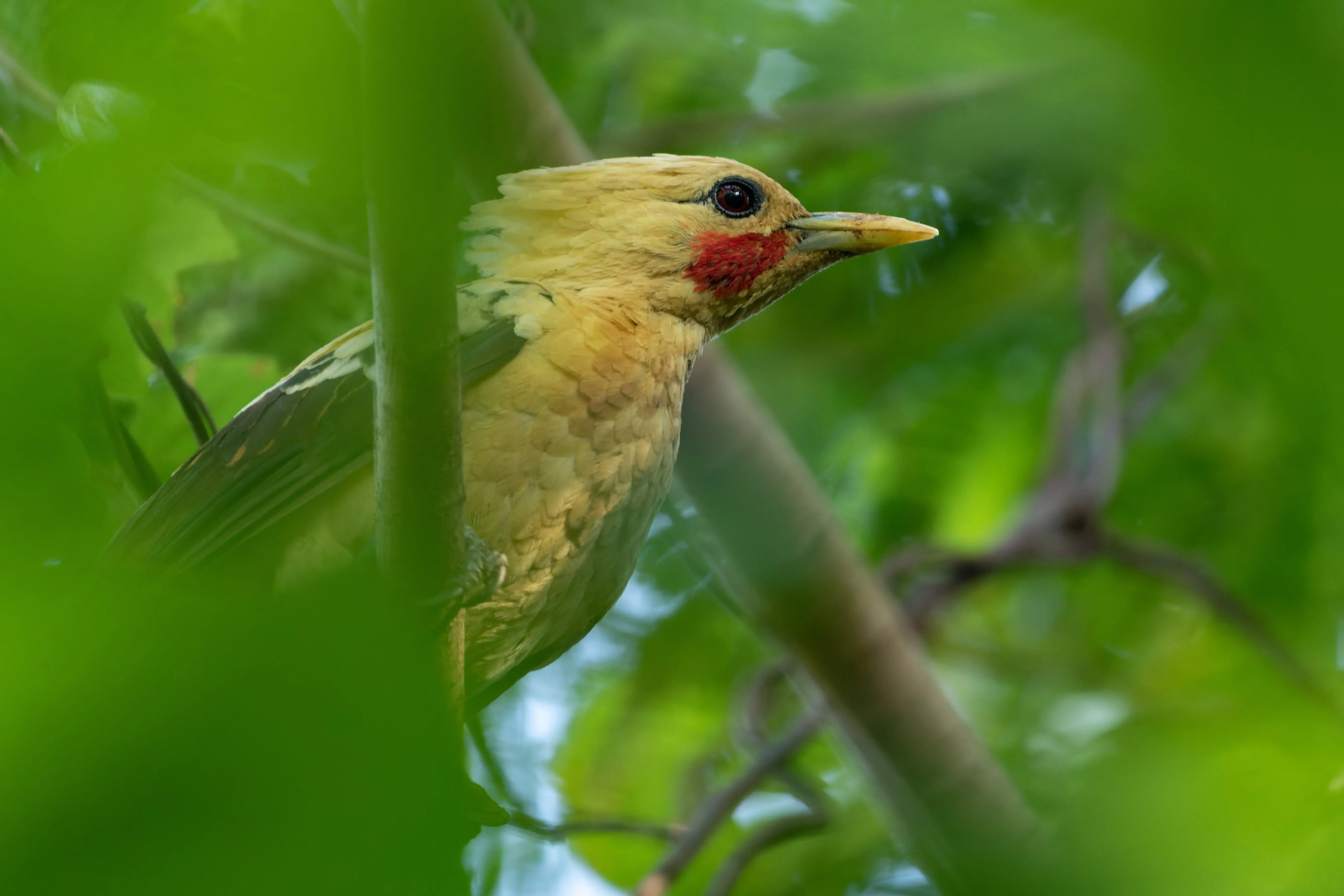 A cream-colored woodpecker 