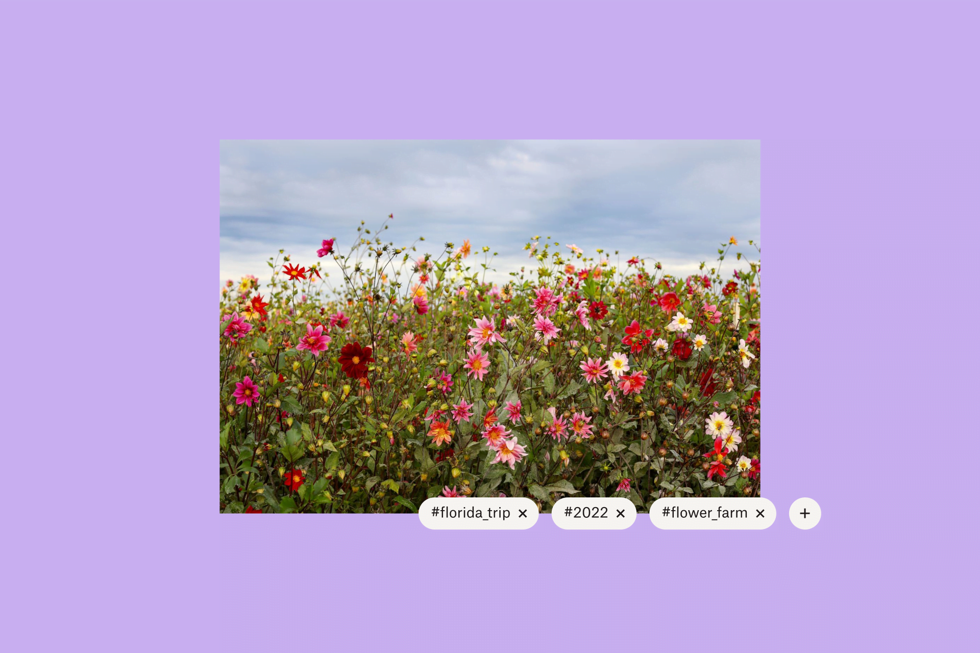 A photograph of flowers is digitally tagged